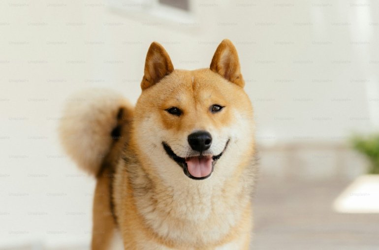 Analyst Drops Dogecoin Bombshell: 174% Surge To alt=