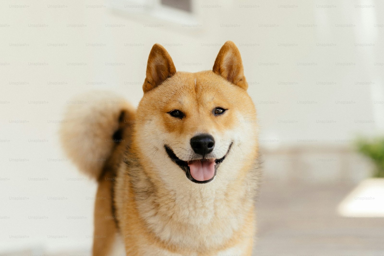 Analyst Drops Dogecoin Bombshell: 174% Surge To alt=