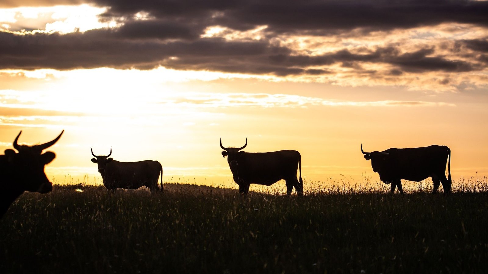 BTC Market Cap Tops .2T as Derivatives, Sentiment Signal Pricing Upside