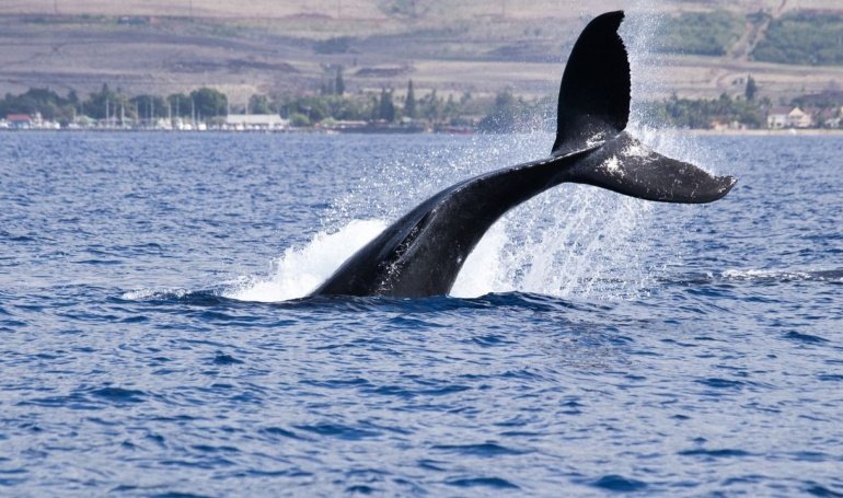 BTC Price Rangebound as Whales Begin Strategic Distribution