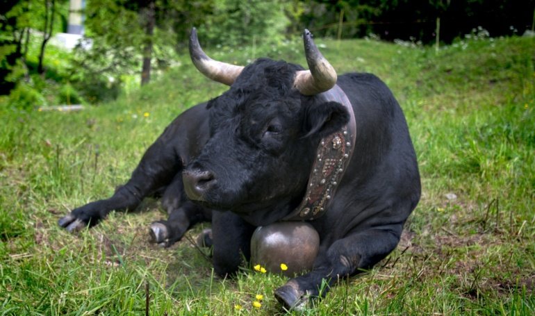 BTC Traders Eye CPI as BONK Price Cheers Memecoin Issuance