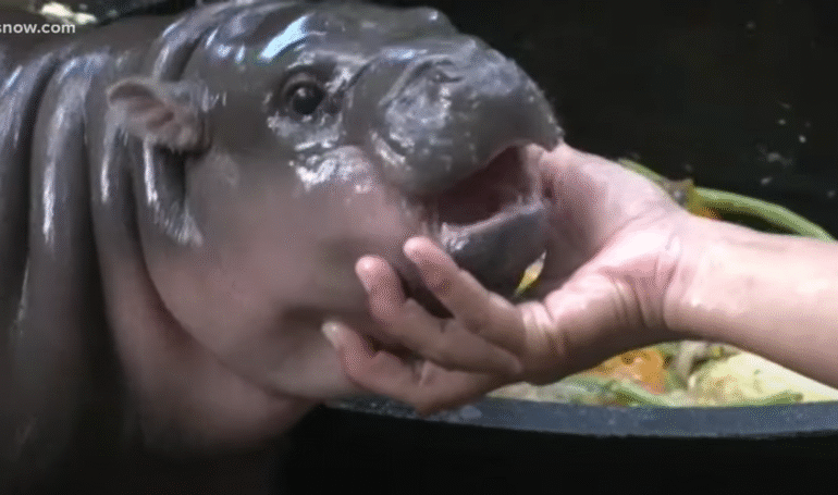 Memecoin Moo Deng, MEW Surges After Robinhood Listing