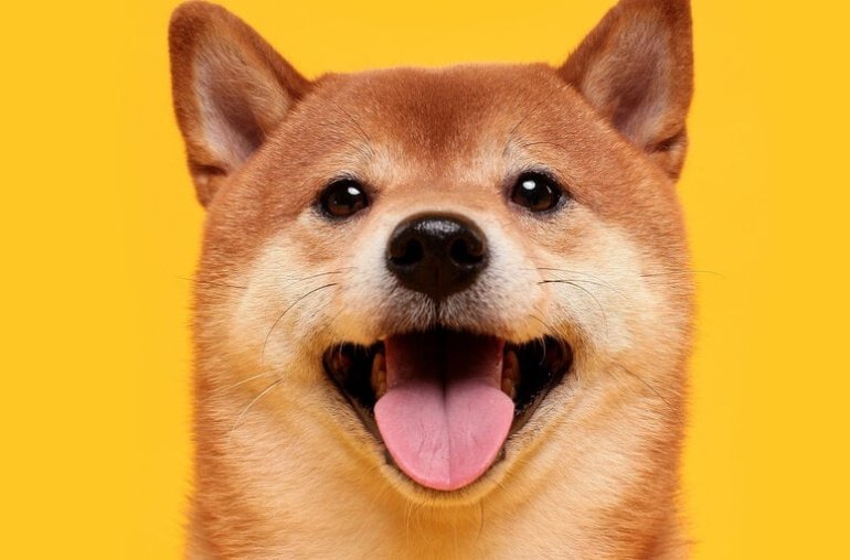 Myriad Moves: What’s Next for Dogecoin, and Did Anyone Predict an American Pope?