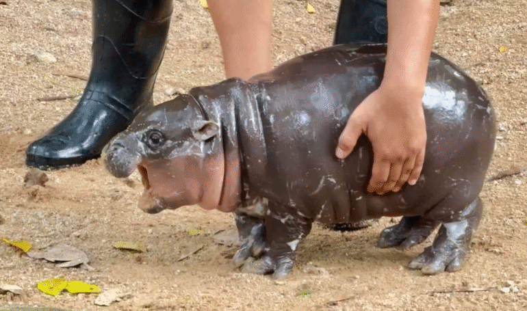 Solana Meme Coin Moo Deng Flies 530% in a Week Amid ‘Macro Hopium’