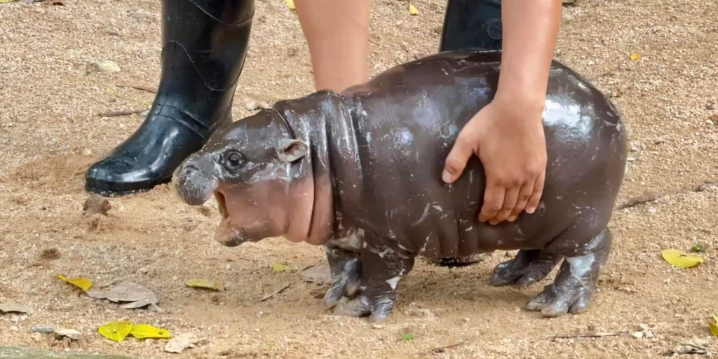 Solana Meme Coin Moo Deng Flies 530% in a Week Amid ‘Macro Hopium’