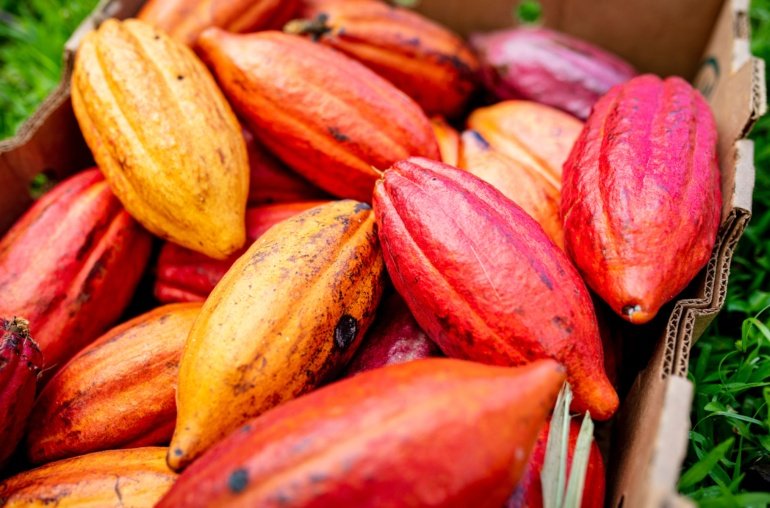Agri-Tech Firm Dimitra Partners With MANTRA to Bring Cacao, Carbon Credits onto the Blockchain