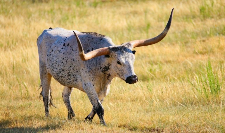 BTC Bulls Laser Focused on 0K Despite Trump-Musk Turmoil