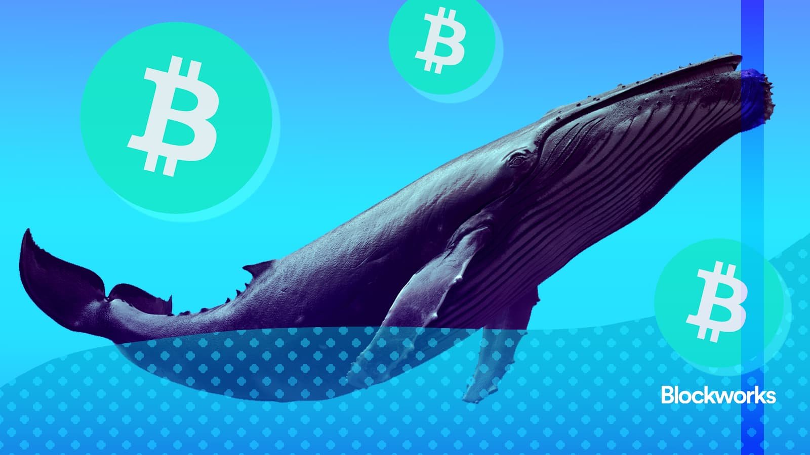 Bitcoin whale watching is a sport for having fun, staying poor