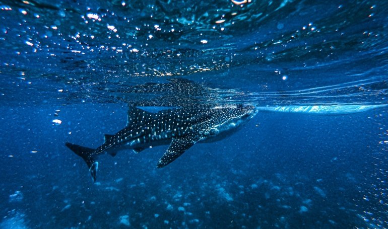 Crypto Whale Send Message With Massive 44M XRP Transfer