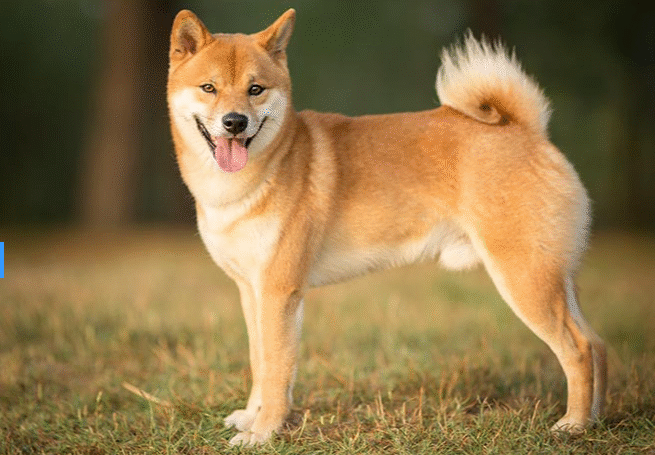 Dogecoin (DOGE) News: ETF Approval Draws Closer