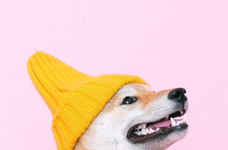 Double Win: Dogwifhat Jumps 24% Alongside Bitcoin’s 7K Push