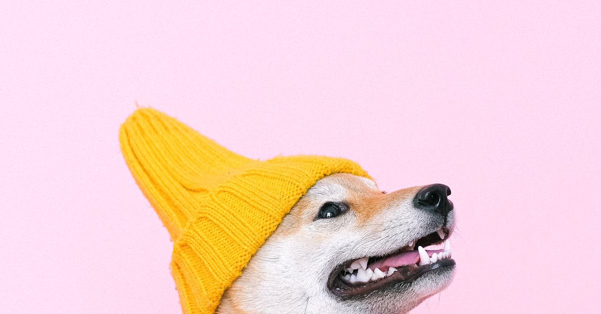 Double Win: Dogwifhat Jumps 24% Alongside Bitcoin’s 7K Push