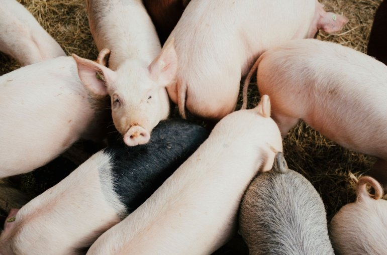 OFAC Sanctions Philippines-Based Tech Company For Facilitating Pig Butchering Schemes