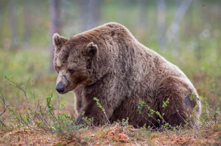 Semler Scientific’s (SMLR) Sharp Decline Attracts Eye of Bitcoin Bull Tom Lee