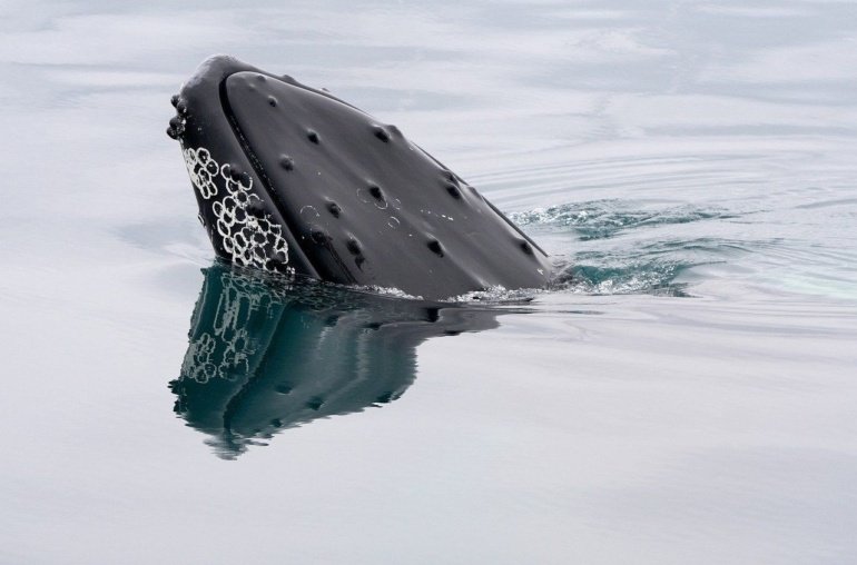 Trading ETH, SOL, DOGE and XRP May Be Easier on Bitget Than Binance, CoinGeckoFinds