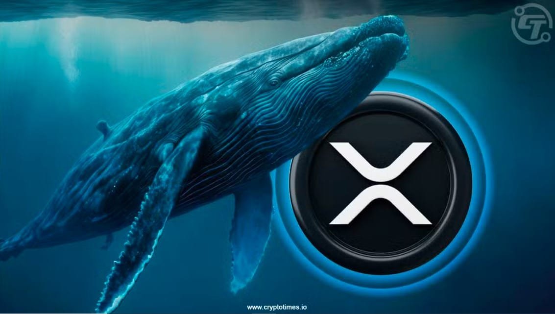 XRP Daily Users Jump 7x as Whale Wallets Hit Record High
