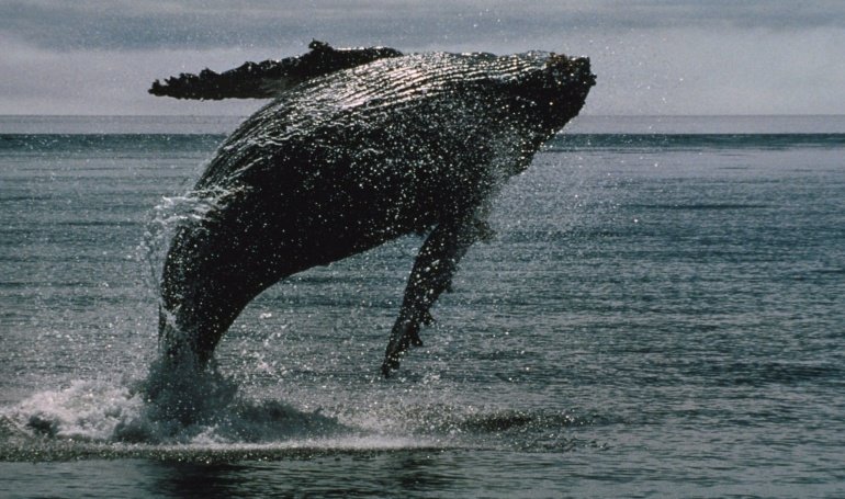 XRP Hits 12-Year Milestone With Over 2,700 Whale Wallets Holding Over 1M XRP, Onchain Data Show