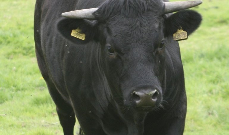 BTC Price on the Brink of New All-Time Highs as Macro Tailwinds Gather Strength