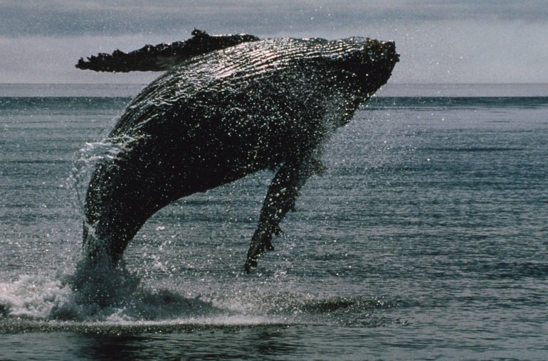 BTC Whales Wake Up From 14-Year Slumber to Move Over B of BTC, On-Chain Data Show