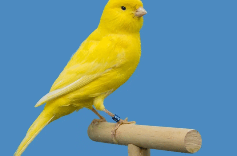 Canary Files for Staked Injective ETF as Interest in Altcoin Funds Grows