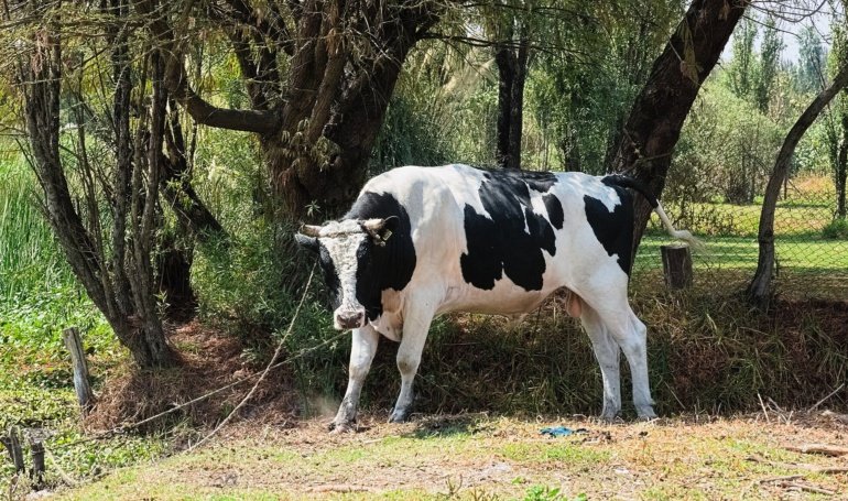 Corporations Fuel BTC Boom in Q2: Bitwise