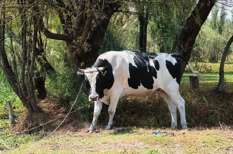 Corporations Fuel BTC Boom in Q2: Bitwise