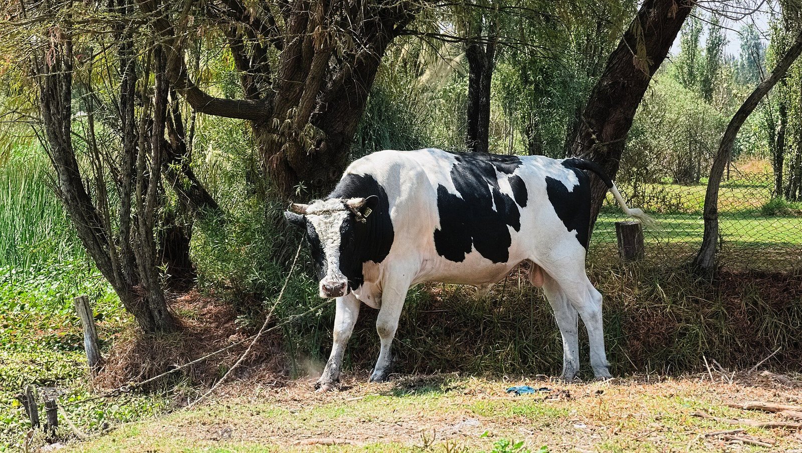 Corporations Fuel BTC Boom in Q2: Bitwise