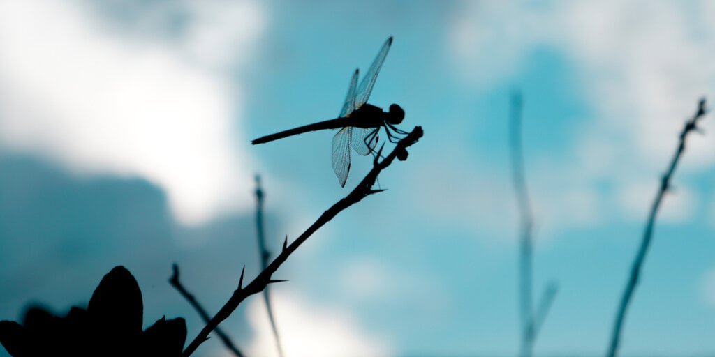 DOJ Is Considering Charging Crypto VC Firm Dragonfly in Connection With Tornado Cash