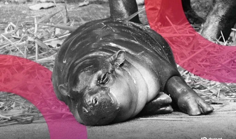 Moo Deng Surges As Viral Pygmy Hippo’s Birthday Plans Revealed by Zoo