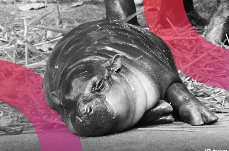 Moo Deng Surges As Viral Pygmy Hippo’s Birthday Plans Revealed by Zoo