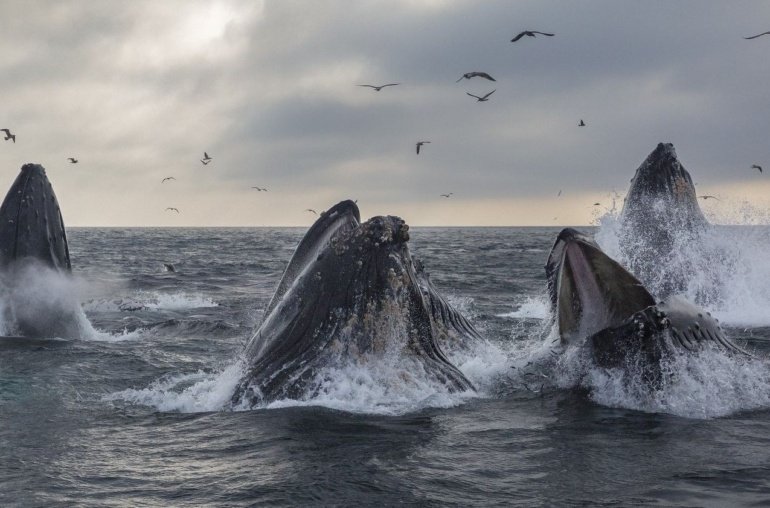 Satoshi-Era Whale Sells 9K BTC for Over B as Bitcoin Dips Below 7K