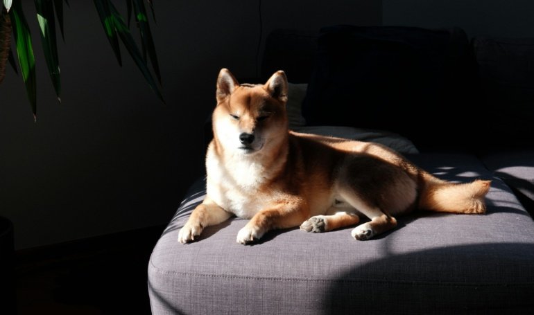 Dogecoin Draws New Attention As Open Interest Tops  Billion