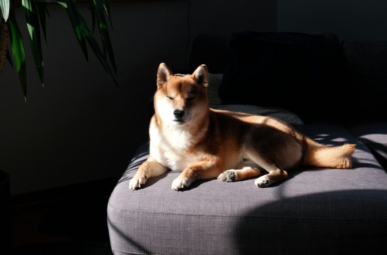 Dogecoin Draws New Attention As Open Interest Tops  Billion