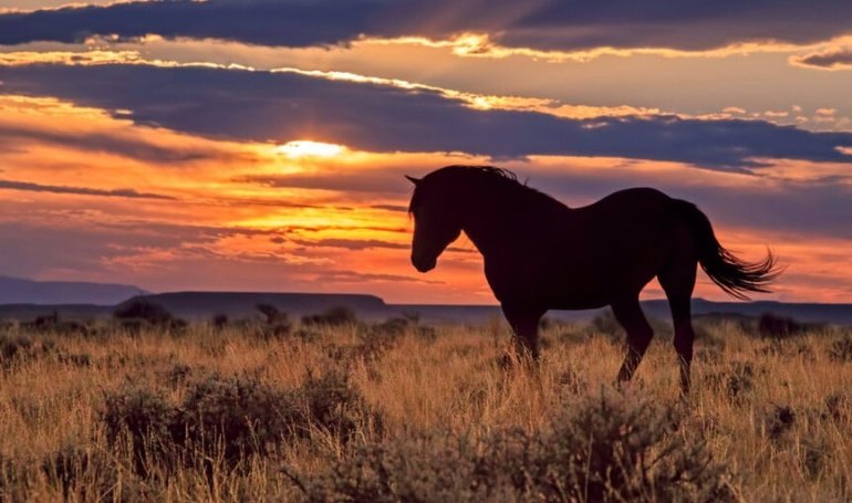 Wyoming’s ‘Frontier’ Stablecoin Debuts on Ethereum, Solana and Avalanche