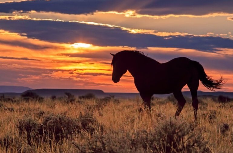 Wyoming’s ‘Frontier’ Stablecoin Debuts on Ethereum, Solana and Avalanche