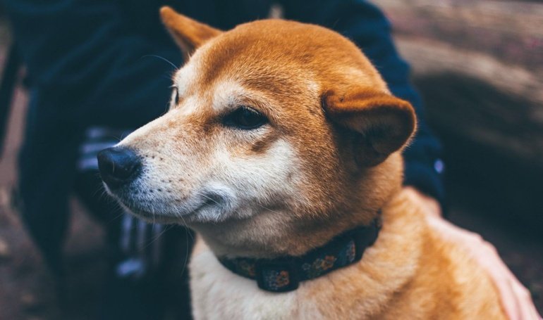 CleanCore (ZONE) Raising 5M for DOGE Treasury