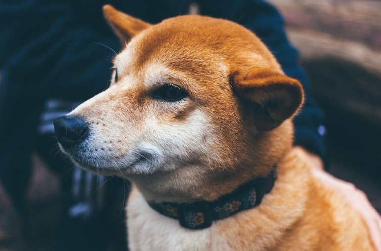 CleanCore (ZONE) Raising 5M for DOGE Treasury