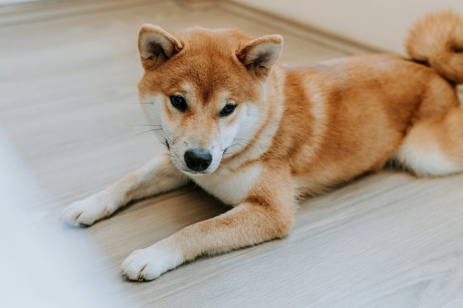 First Dogecoin (DOGE) ETF to Go Live in U.S. on Thursday
