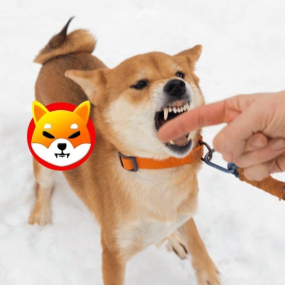 Know This Before Selling Your Shiba Inu (SHIB) Coins
