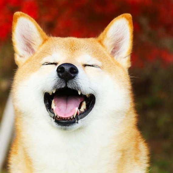 2 Reasons Shiba Inu Could Rally First When Crypto Recovers