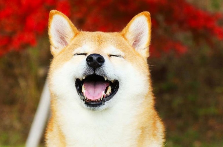 2 Reasons Shiba Inu Could Rally First When Crypto Recovers