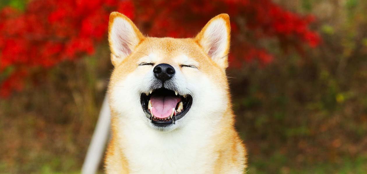 2 Reasons Shiba Inu Could Rally First When Crypto Recovers