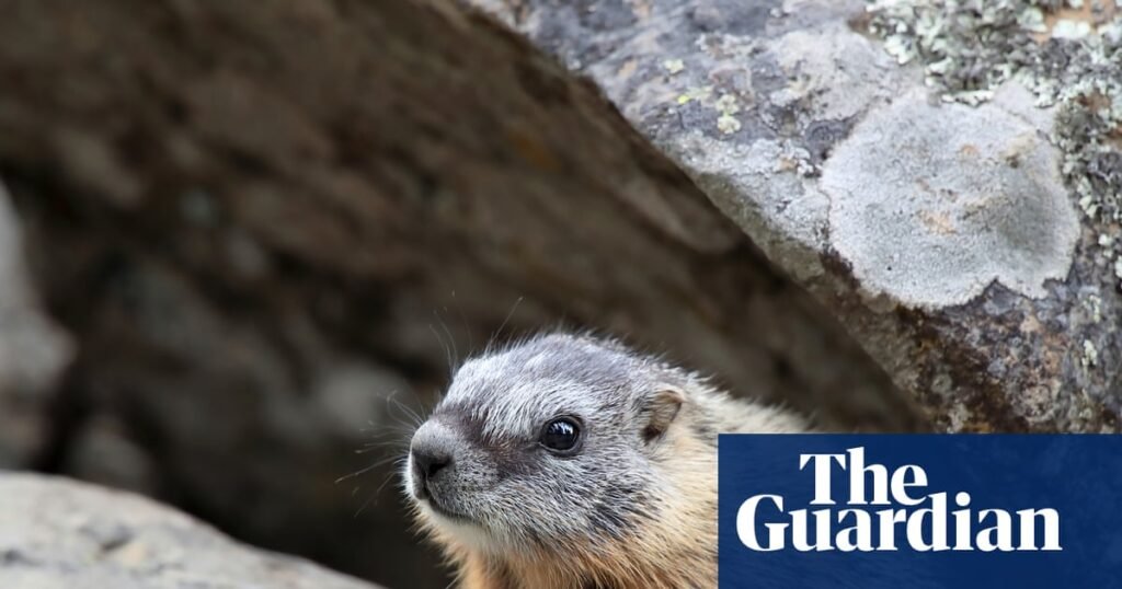 Scientists who turned to OnlyFans to fund marmot research receive crypto boost Scientists who turned to OnlyFans to fund marmot research receive crypto boost