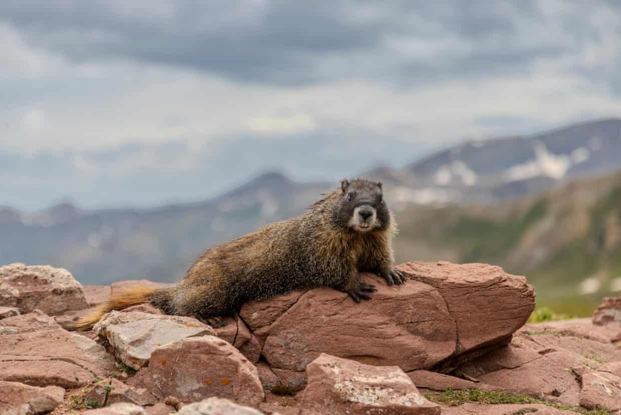 A marmot perches itself on a rock