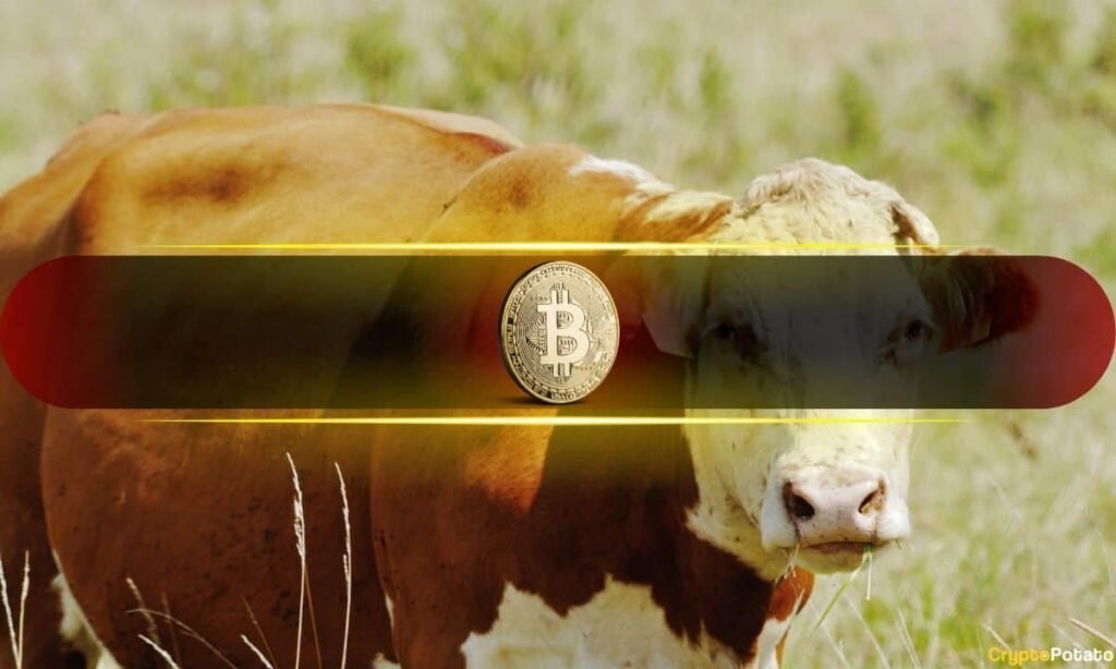 Bitcoin’s RSI Has Done This Only Near Major Bull Runs: Analyst Bitcoin's RSI Has Done This Only Near Major Bull Runs: Analyst
