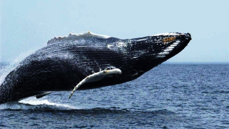 Big Whales Are Very Active in Cryptocurrencies: Their Latest Trades Have Come to Light Big Whales Are Very Active in Cryptocurrencies: Their Latest Trades Have Come to Light