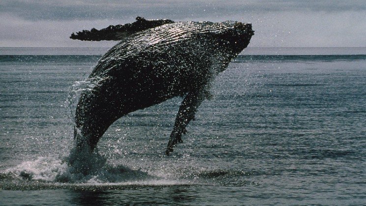 Wall Street is making it easier for bitcoin whales to ditch self Wall Street is making it easier for bitcoin whales to ditch self