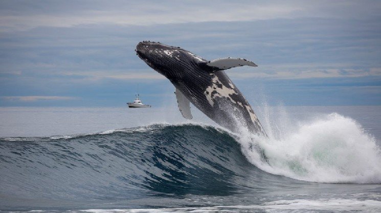 A Major Altcoin Whale That Had Been Holding for Over Two Years Sold Today: Made a 20x Return A Major Altcoin Whale That Had Been Holding for Over Two Years Sold Today: Made a 20x Return