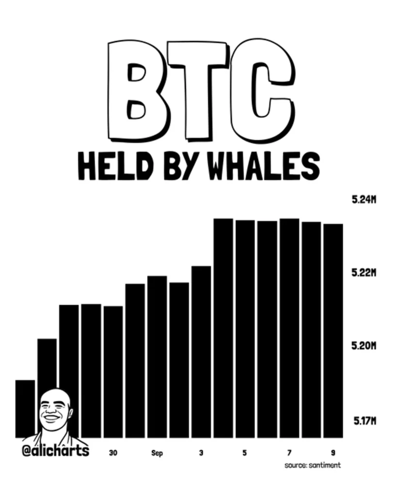 [Analysis] Bitcoin Whale Holdings Flat at 5.23 Million BTC as CPI, FOMC Loom
