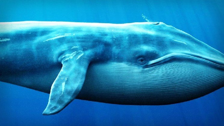“Whales Are Behind This Altcoin’s Rally” “Whales Are Behind This Altcoin’s Rally”